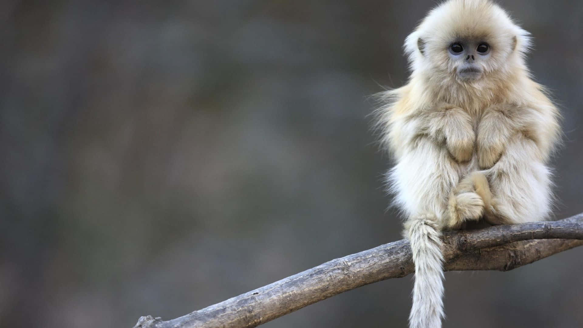 A 1080p Gibbon Sitting On A Branch