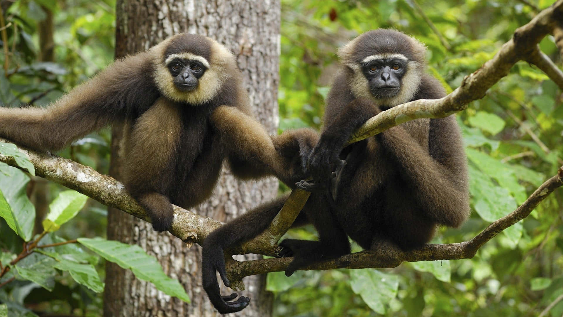 Hängermed En Gibbon Bland Träden