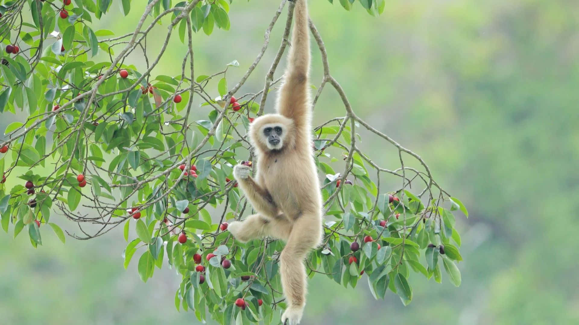 A Gibbon Clinging to a Tree Branch in its Natural Habitat