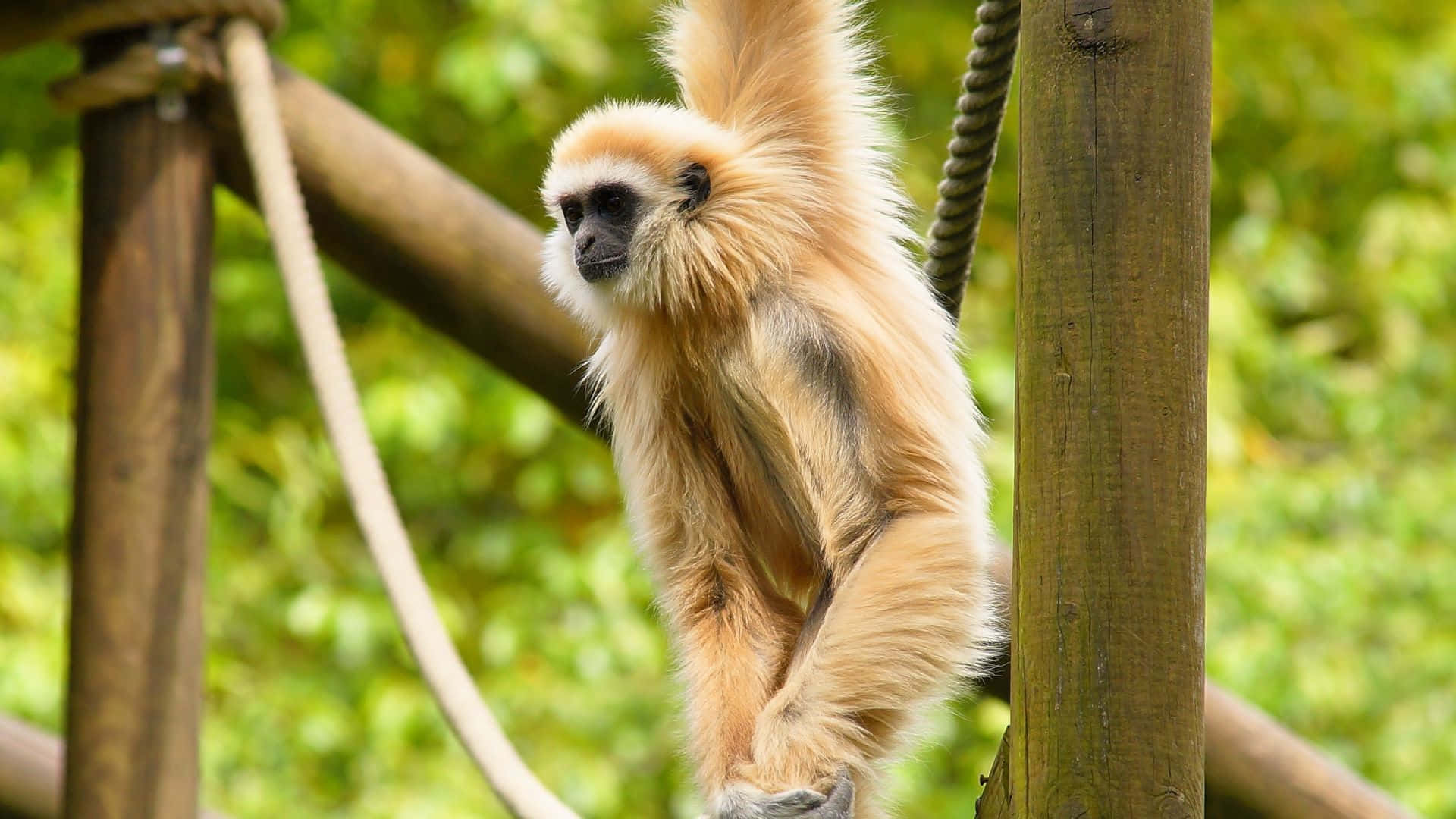 A 1080p close-up shot of a Gibbon swinging in a tree
