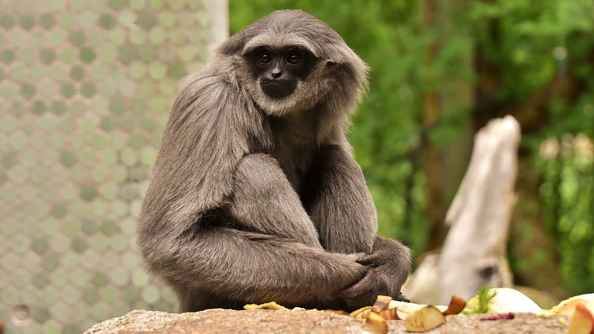 Närbildpå En Vacker Och Ovanlig Art Av Gibbon