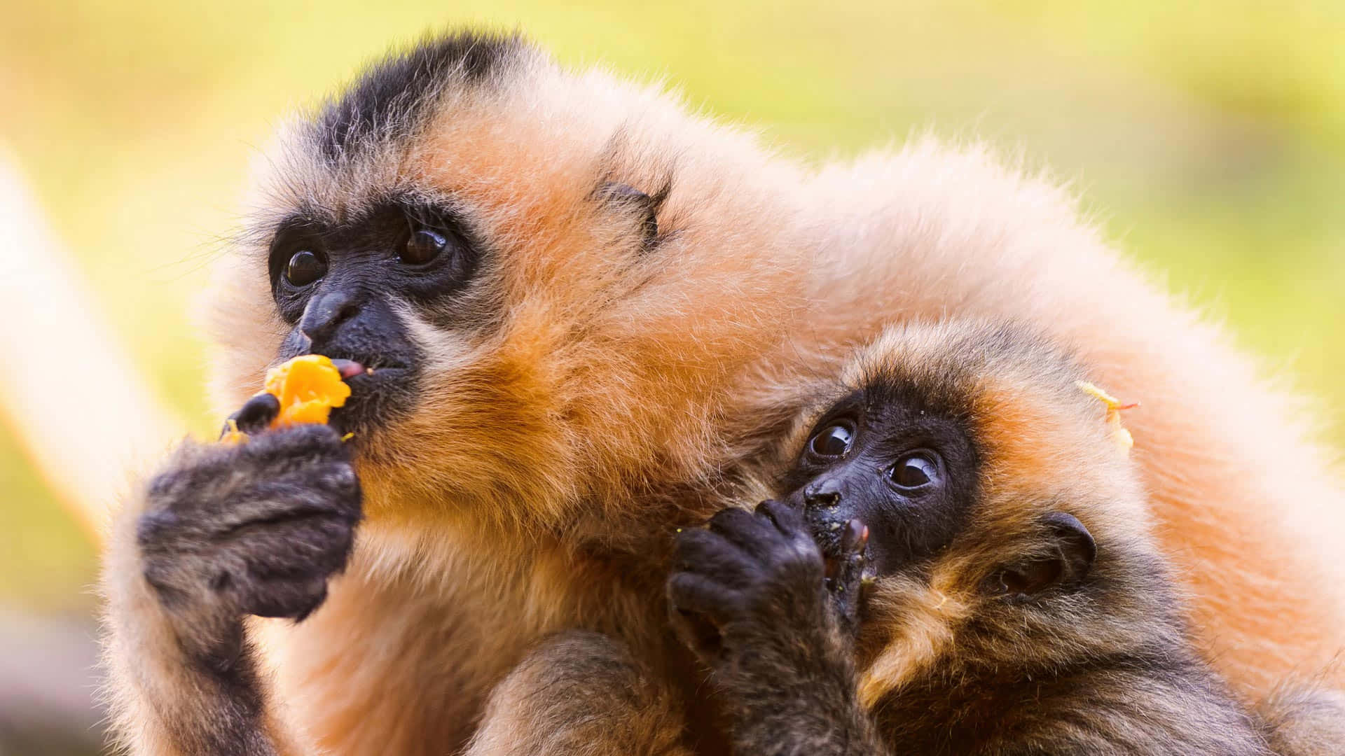 Unascimmia Gibbone Che Si Dondola Tra Gli Alberi