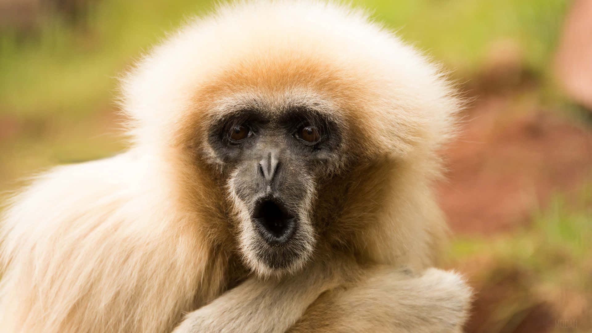 A close-up of a Gibbon on a 1080p background