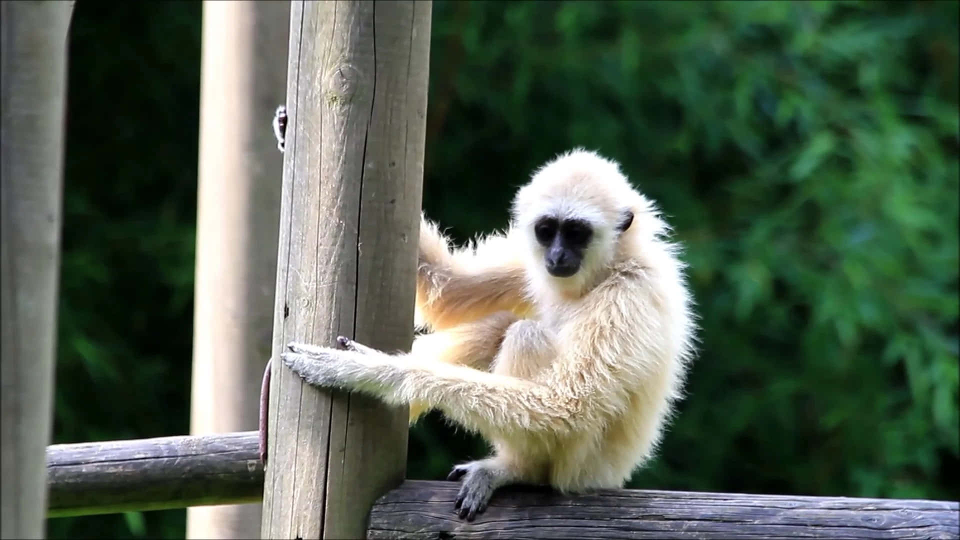 A closeup of a 1080p Gibbon Monkey