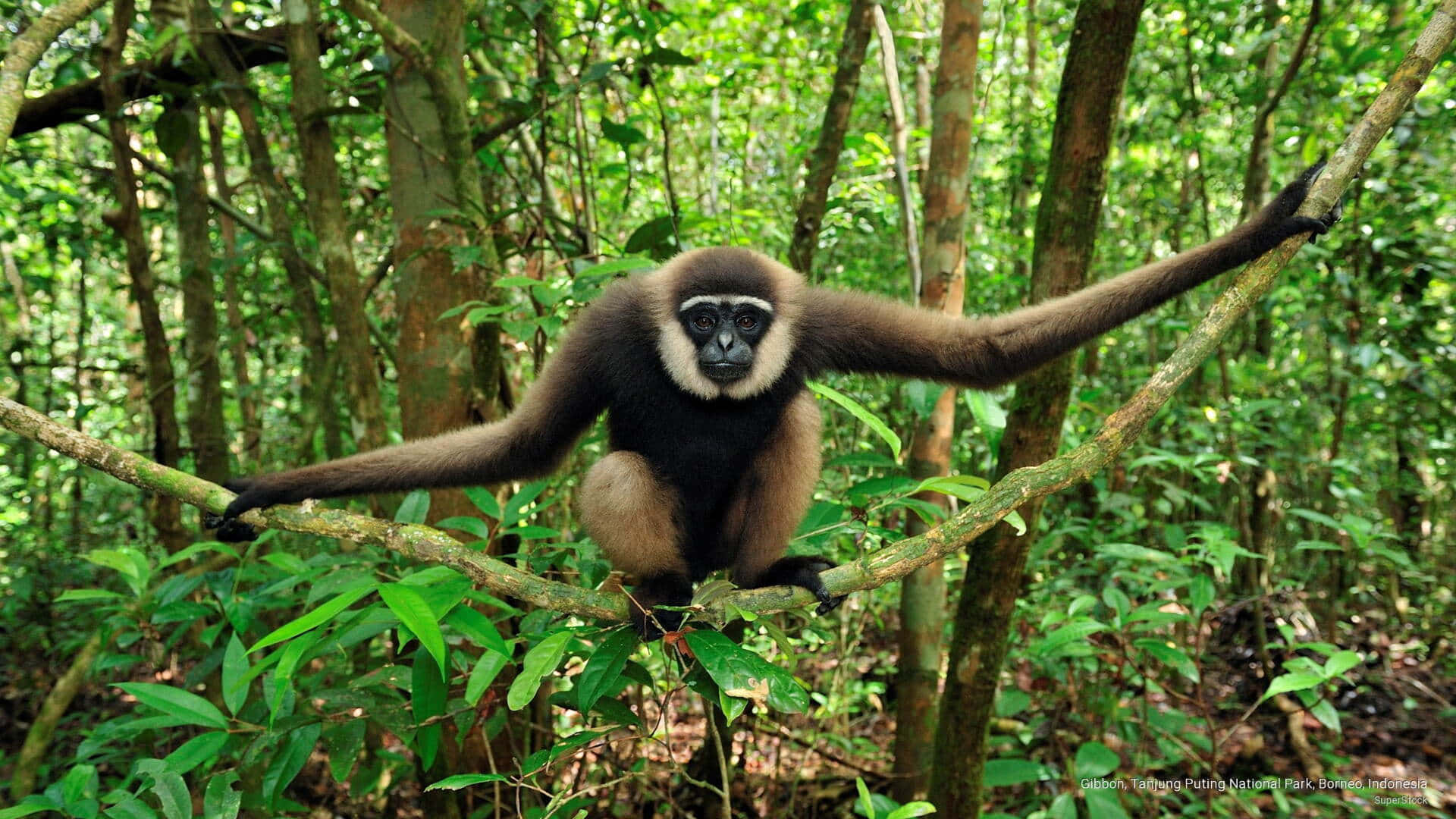 Athletic male gibbon hanging from a tree branch in a natural forest environment