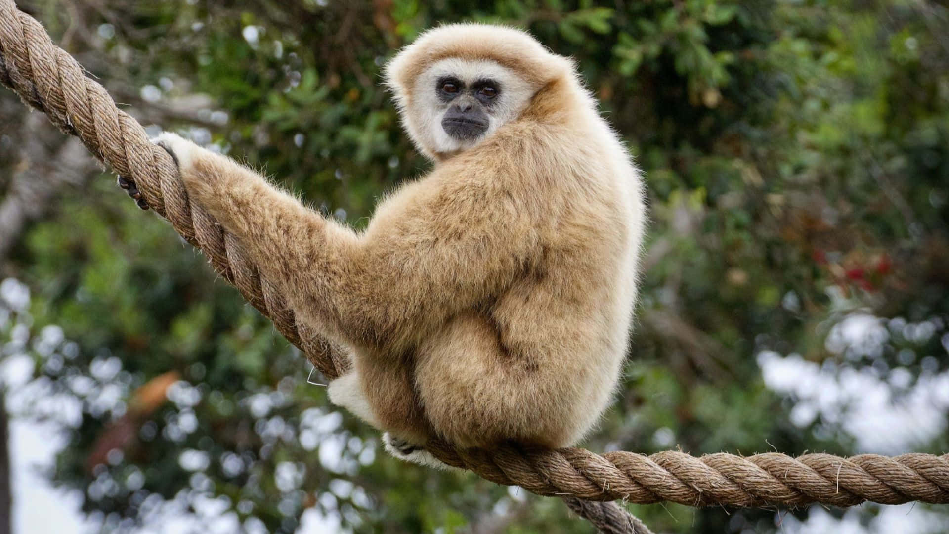 A Gibbon leaps from tree to tree in vivid 1080p clarity.