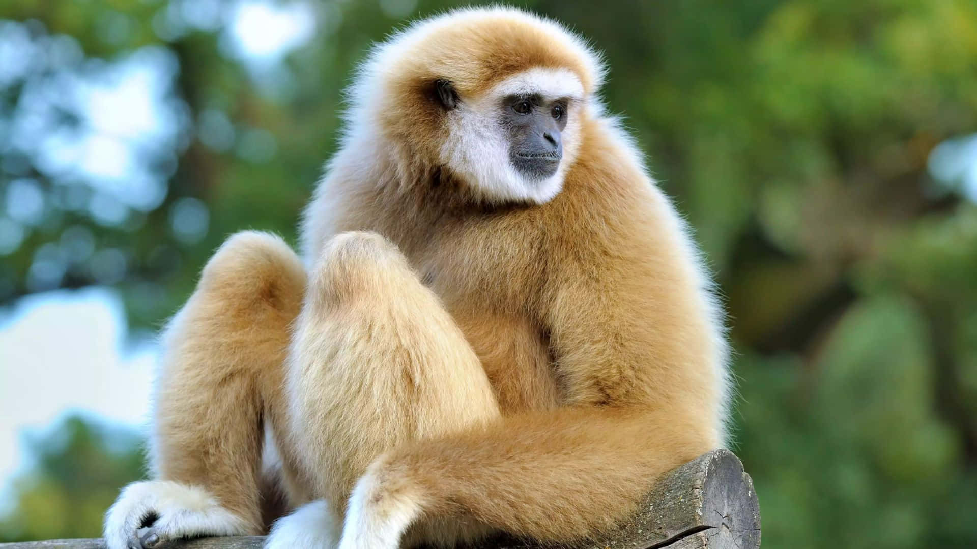 A 1080p Gibbon Sitting on a Tree Branch