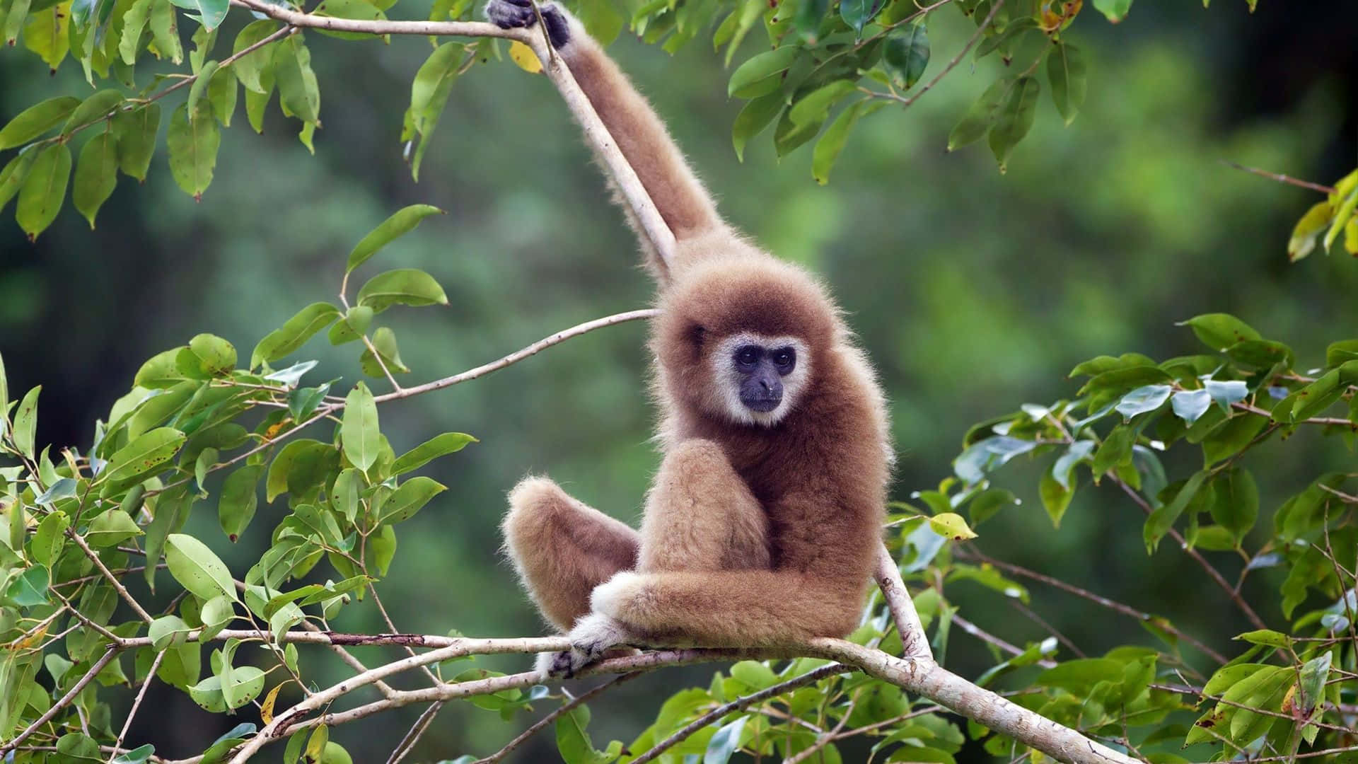 En1080p Gibbon I Sin Naturliga Miljö