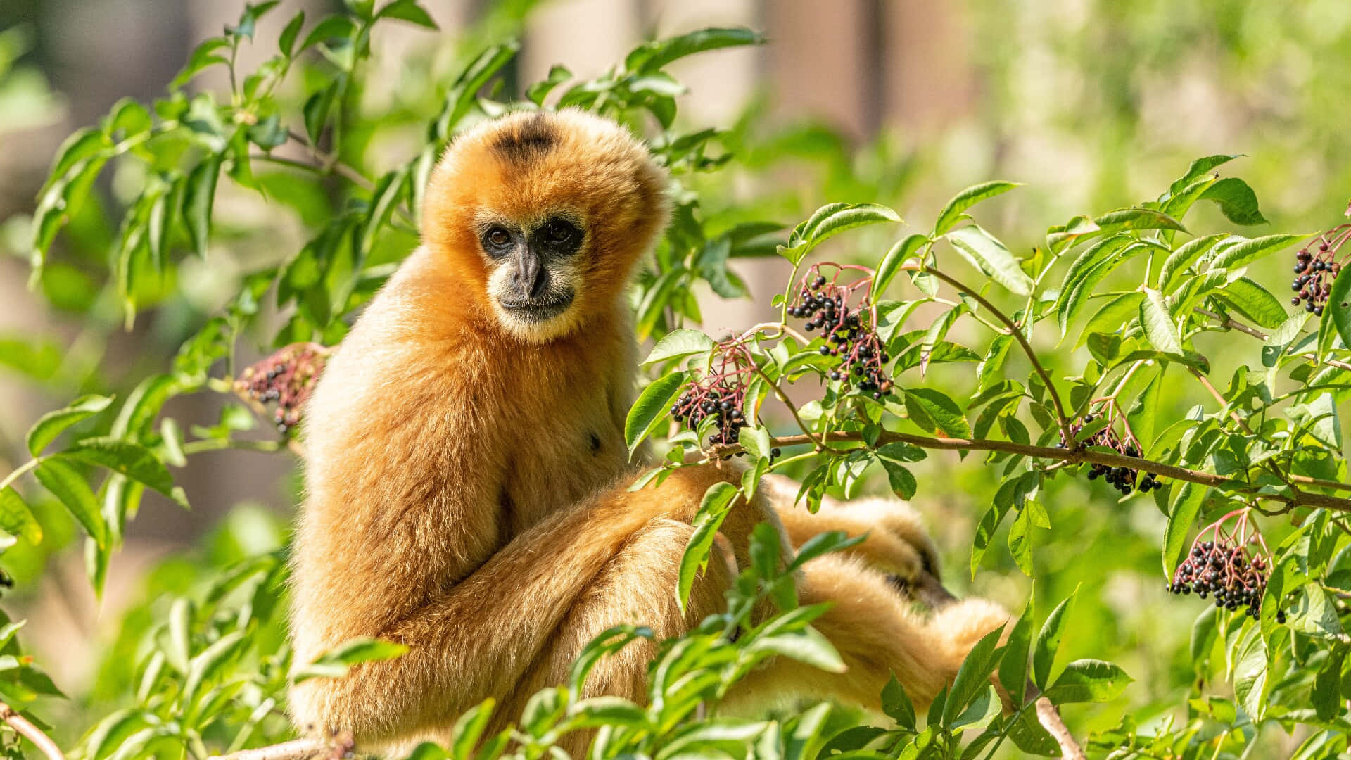 A lone gibbon hangs from branch in a jungle setting.