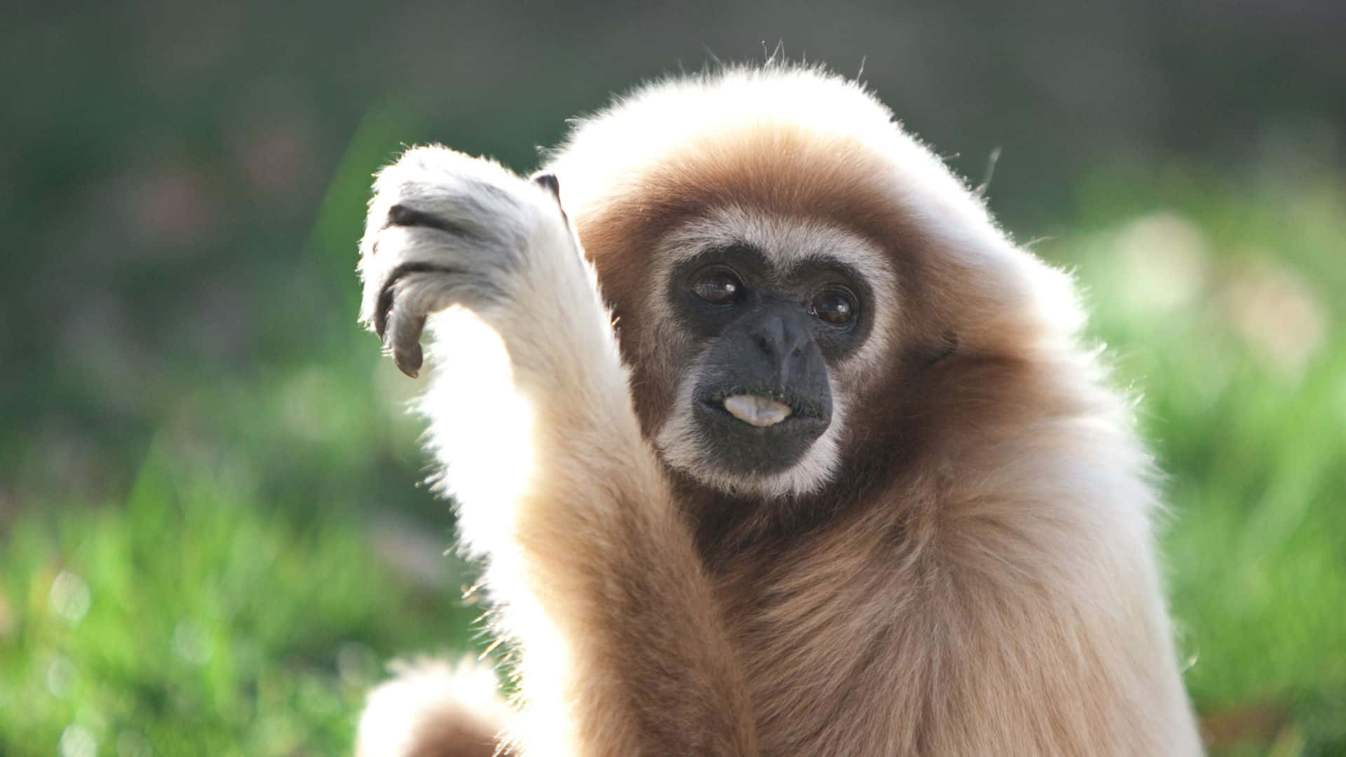 Gibbonbalanceándose Entre Los Árboles