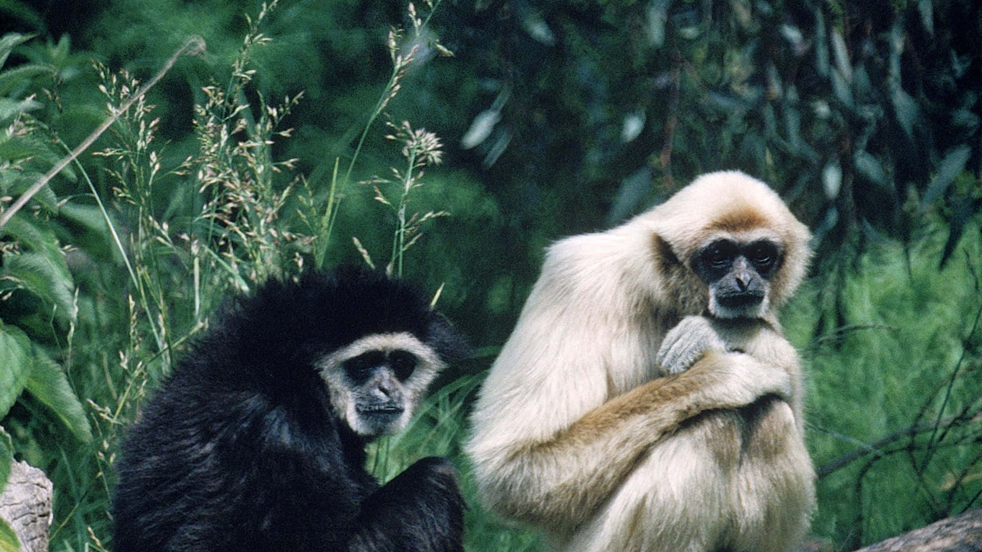 A curious white-handed gibbon surrounded by lush green foliage