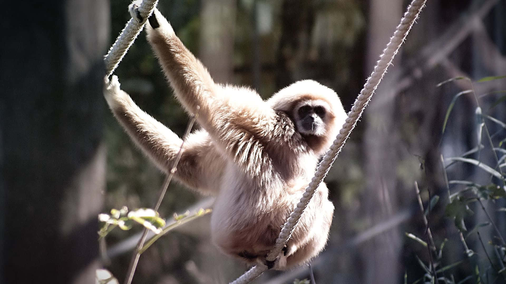 Enlysande Orange Gibbon Svingar Genom En Frodig, Grön Landskap Medan Den Vilar På En Gren.
