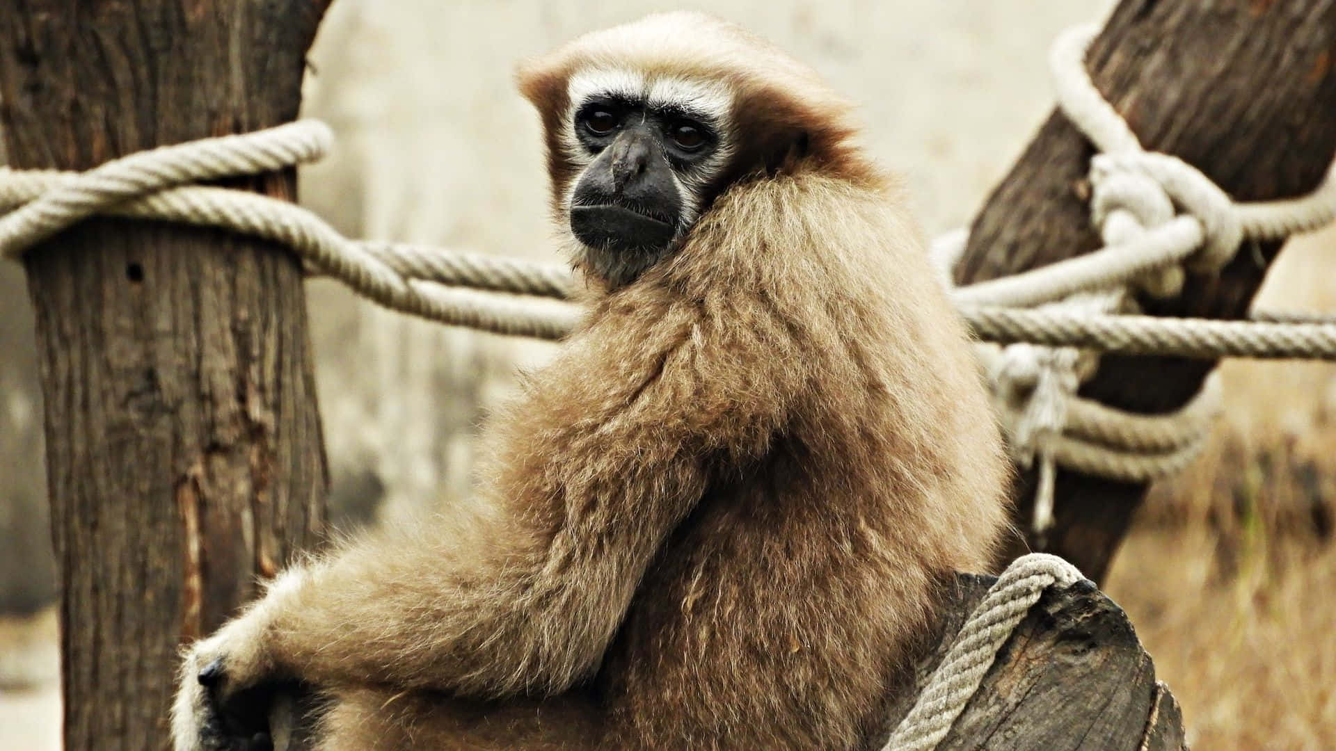 Gibbon Enjoying Tree Top Views in HD