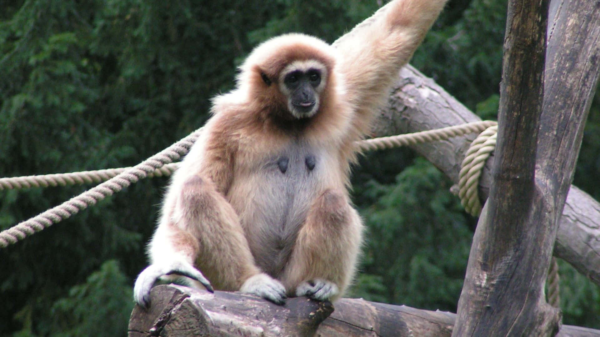 A 1080p Gibbon Resides in Its Natural Habitat