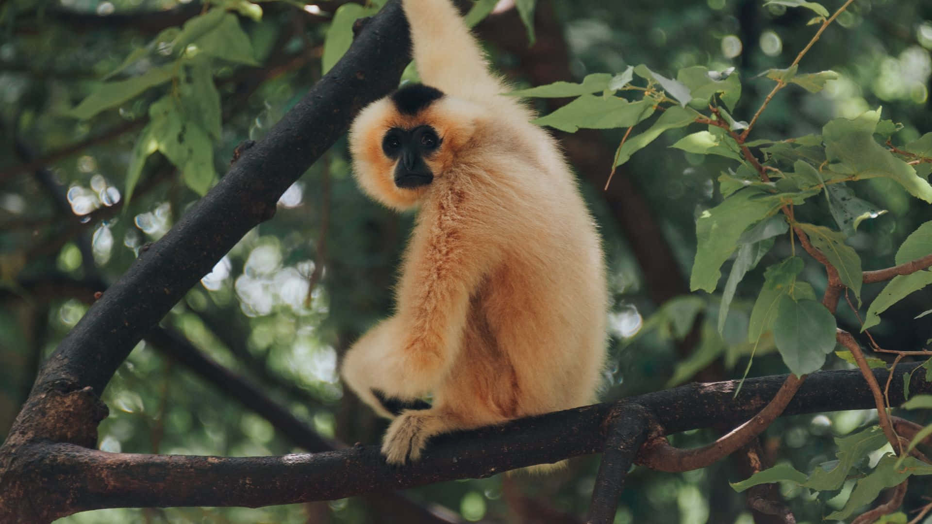 A Gibbon Hanging From Trees in 1080p