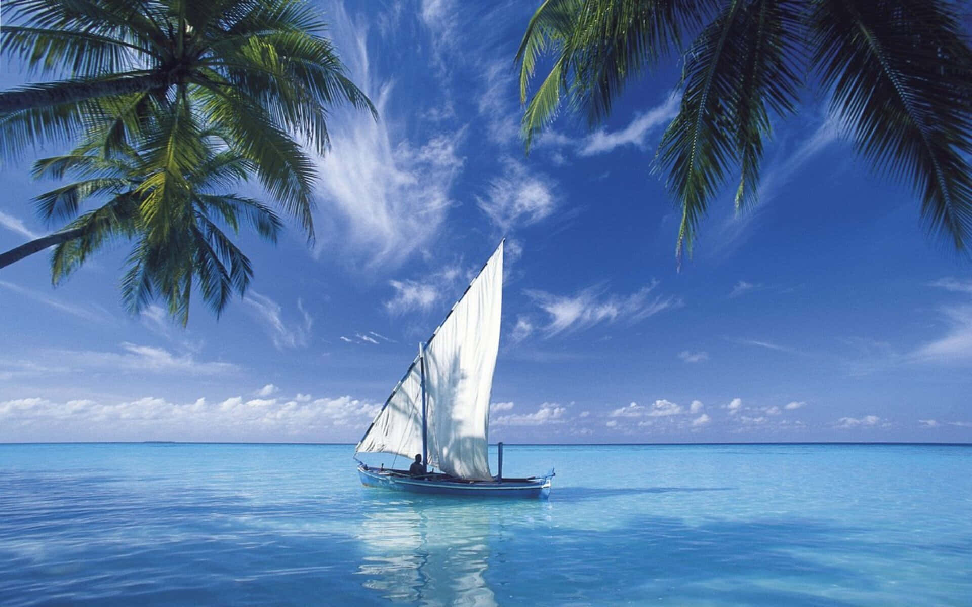 1080p Nature Background Palm Trees Sailboat
