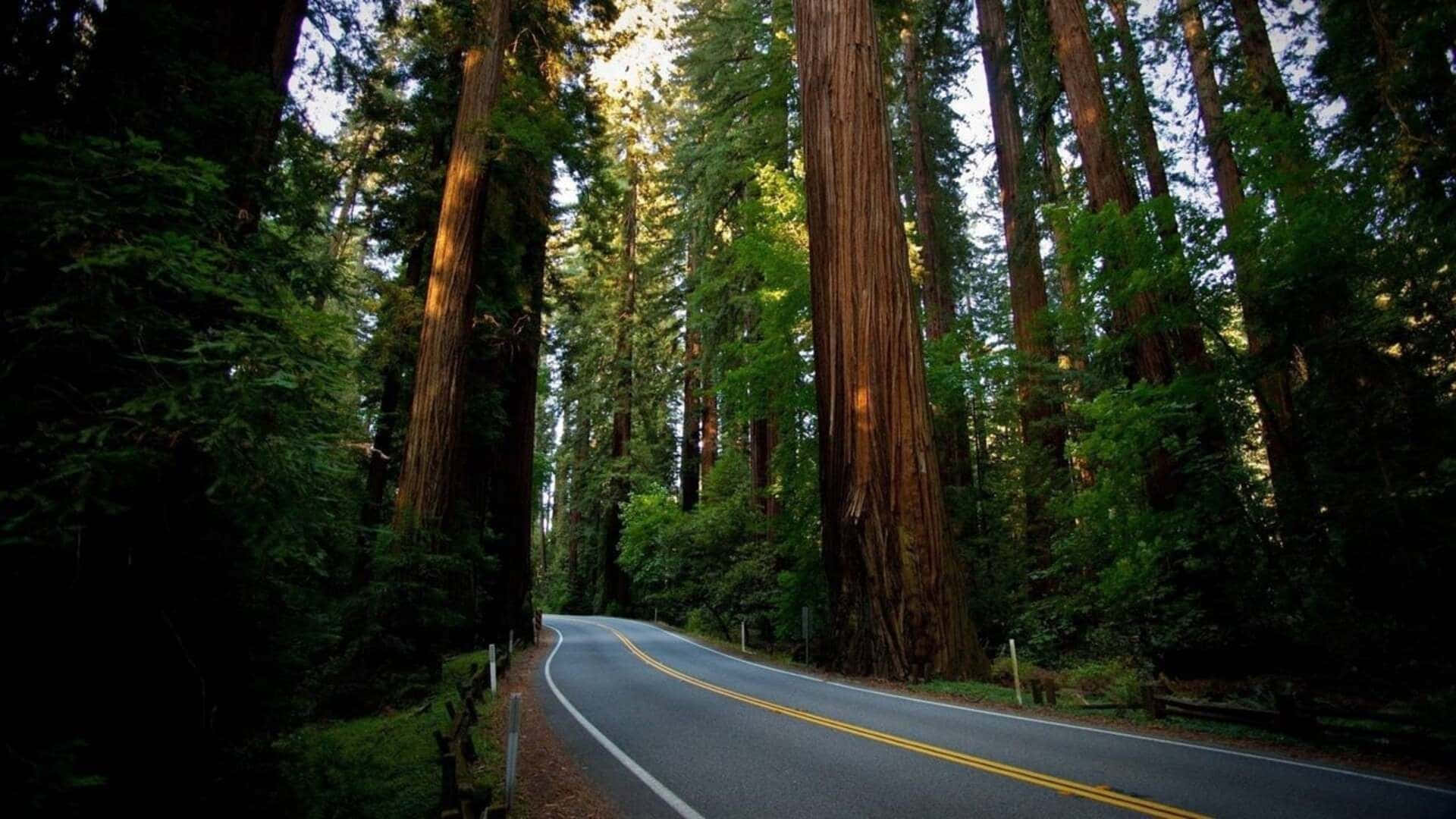 1080pnatur Bakgrund Redwood National- Och Delstatsparker.