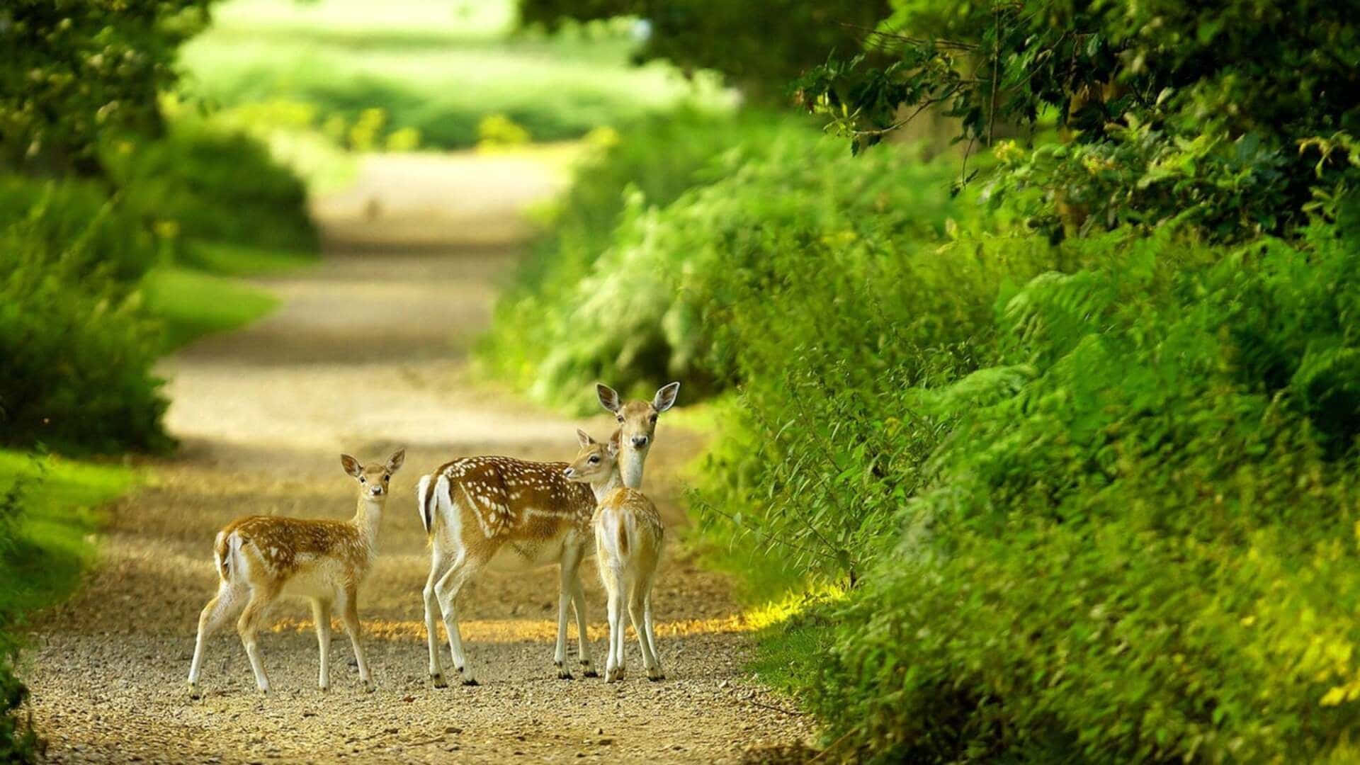 1080p Nature Background Baby Deer