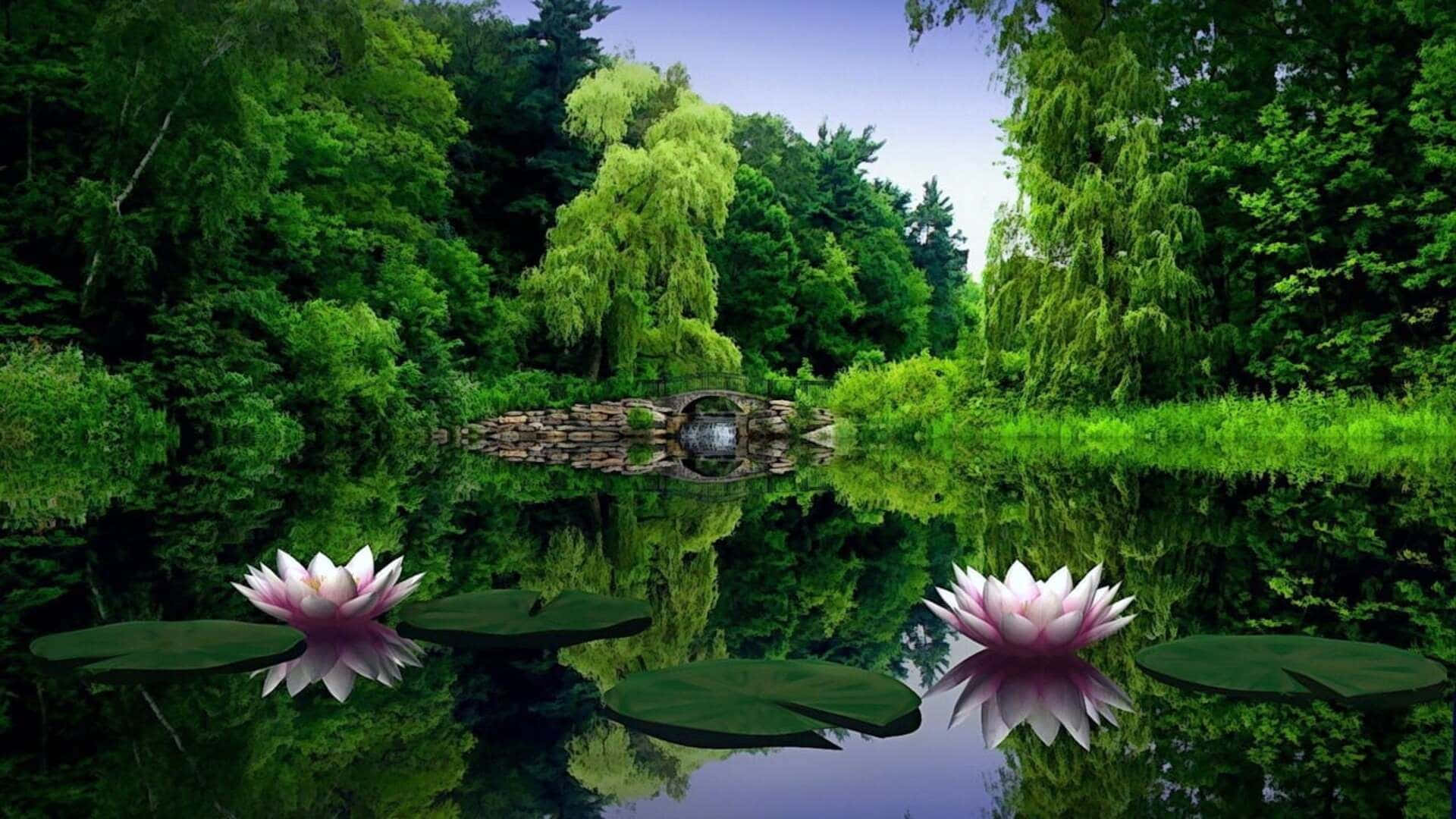 1080p Nature Background Lotus Flowers