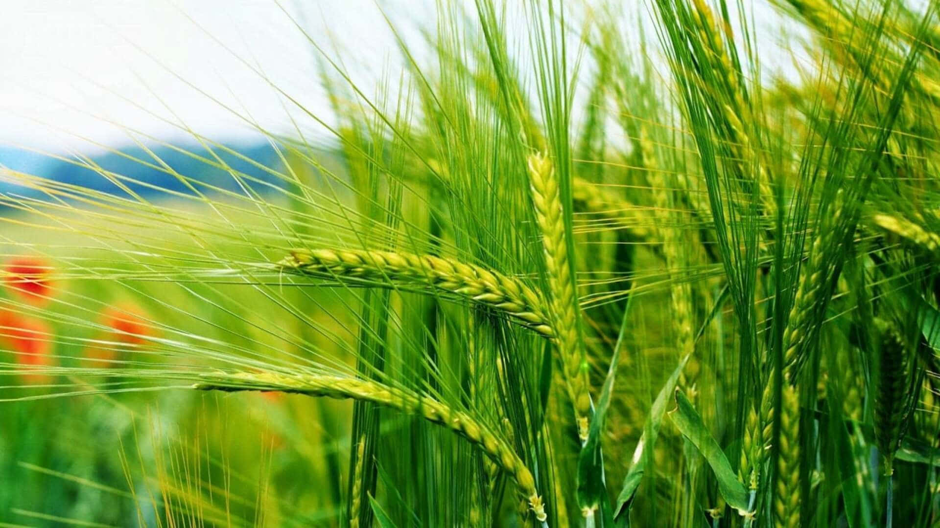 1080p Nature Background Barley Grain