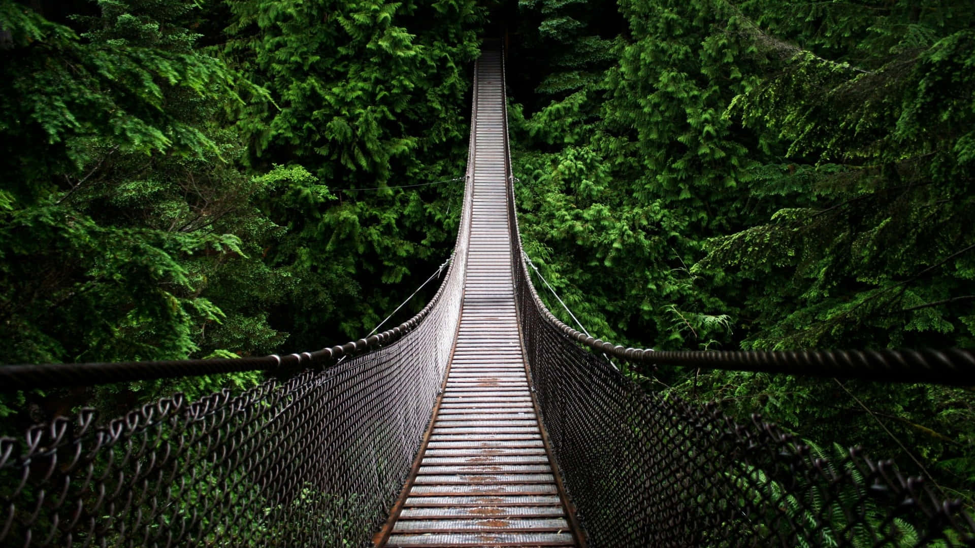 En hængebro, der strækker sig over en skov.