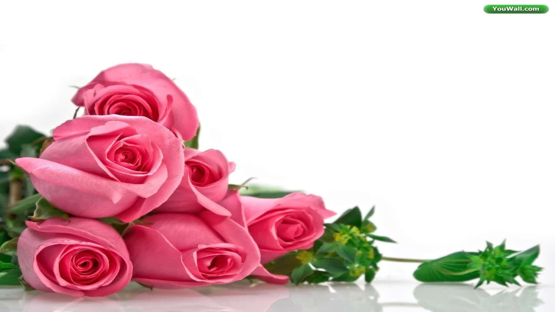 1080p Lovely Pink Roses Background