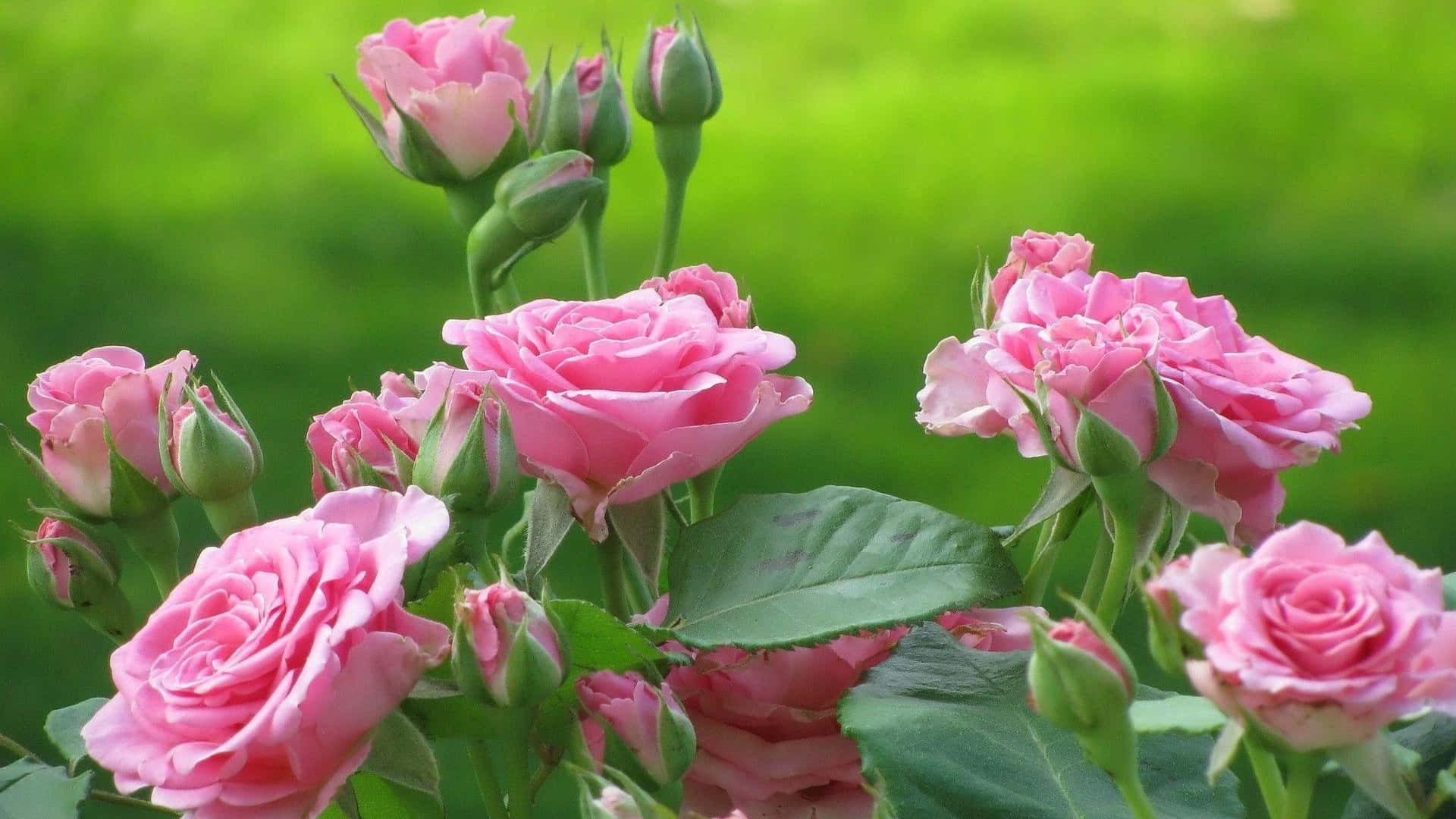 1080p Lively And Blossoming Pink Roses Background