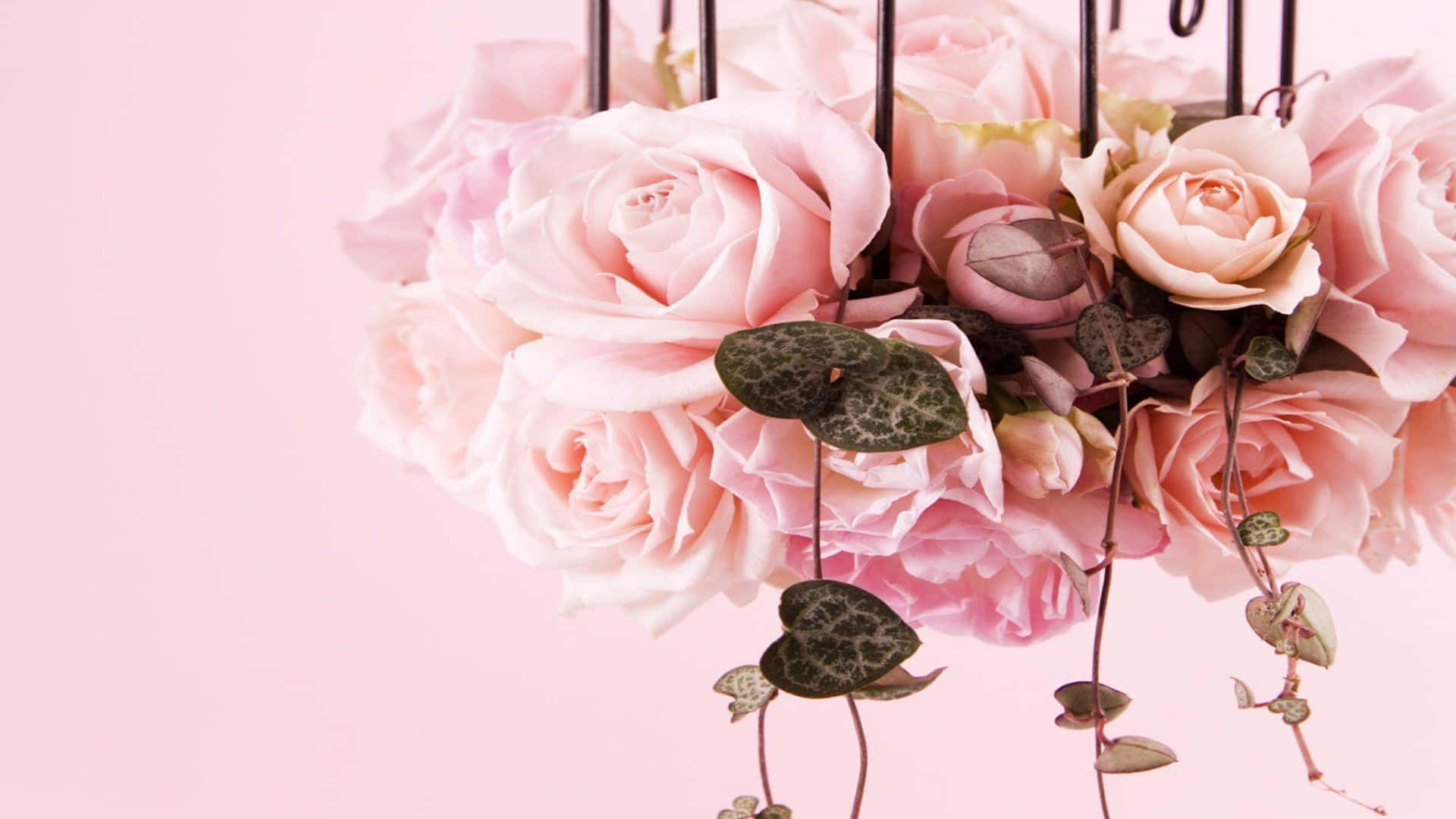 1080p Hanging Pink Roses Decoration Background