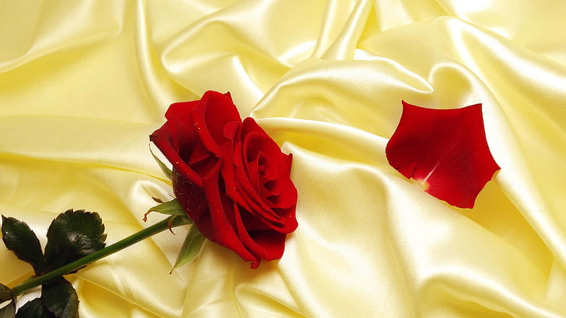 1080p Red Rose Stem And Petal Background