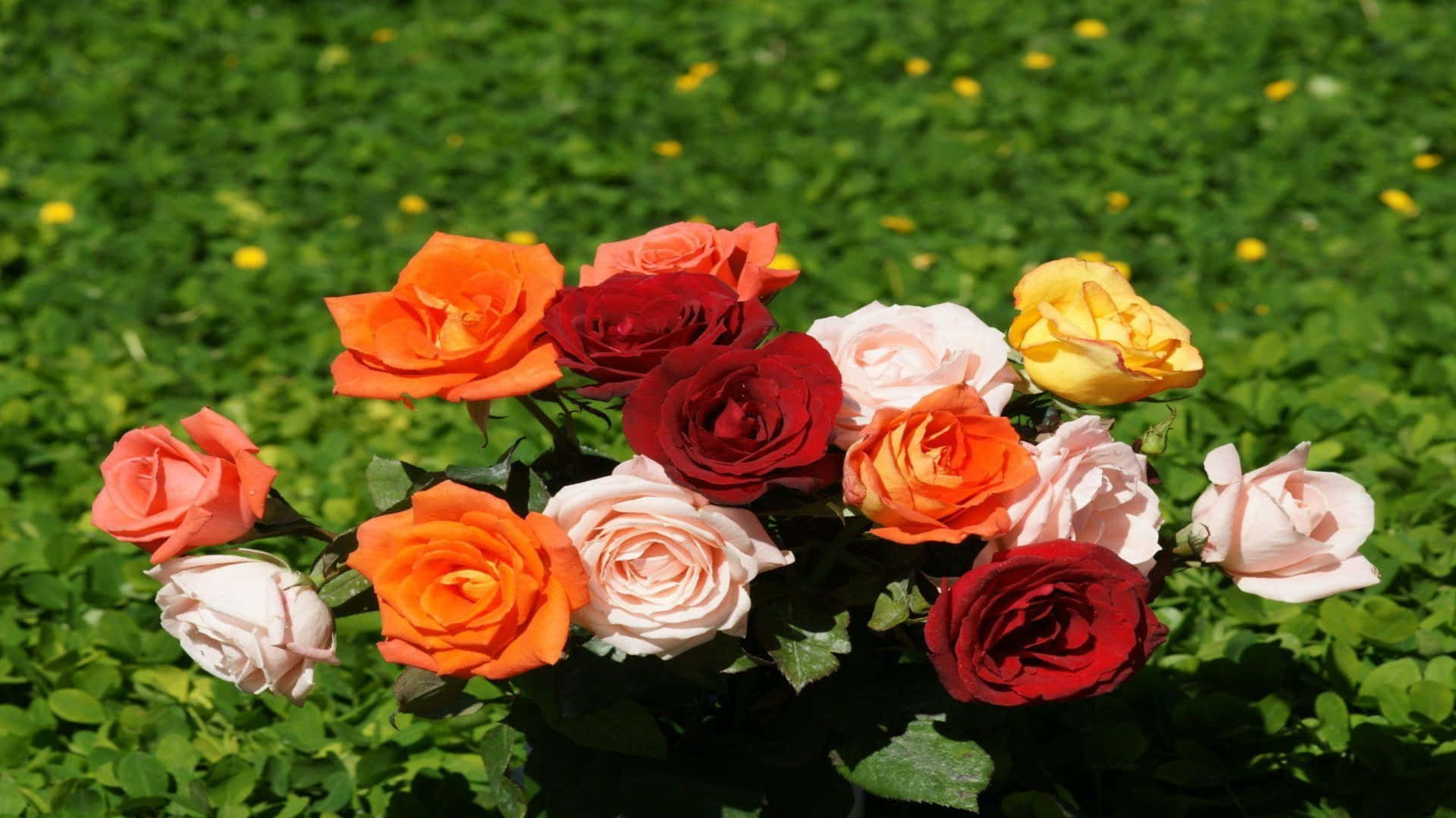 1080p Pretty Assorted Roses Background