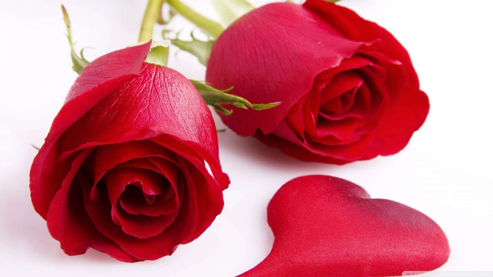 1080p Deep Red Roses Background