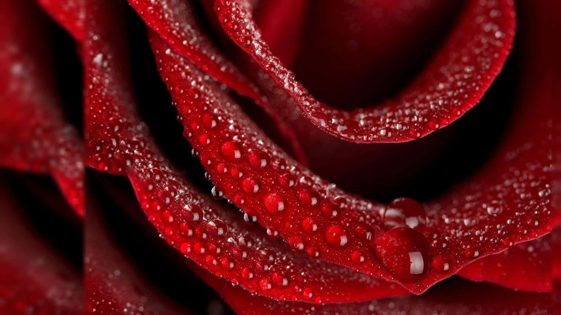1080p Red Rose Petals With Mist Background