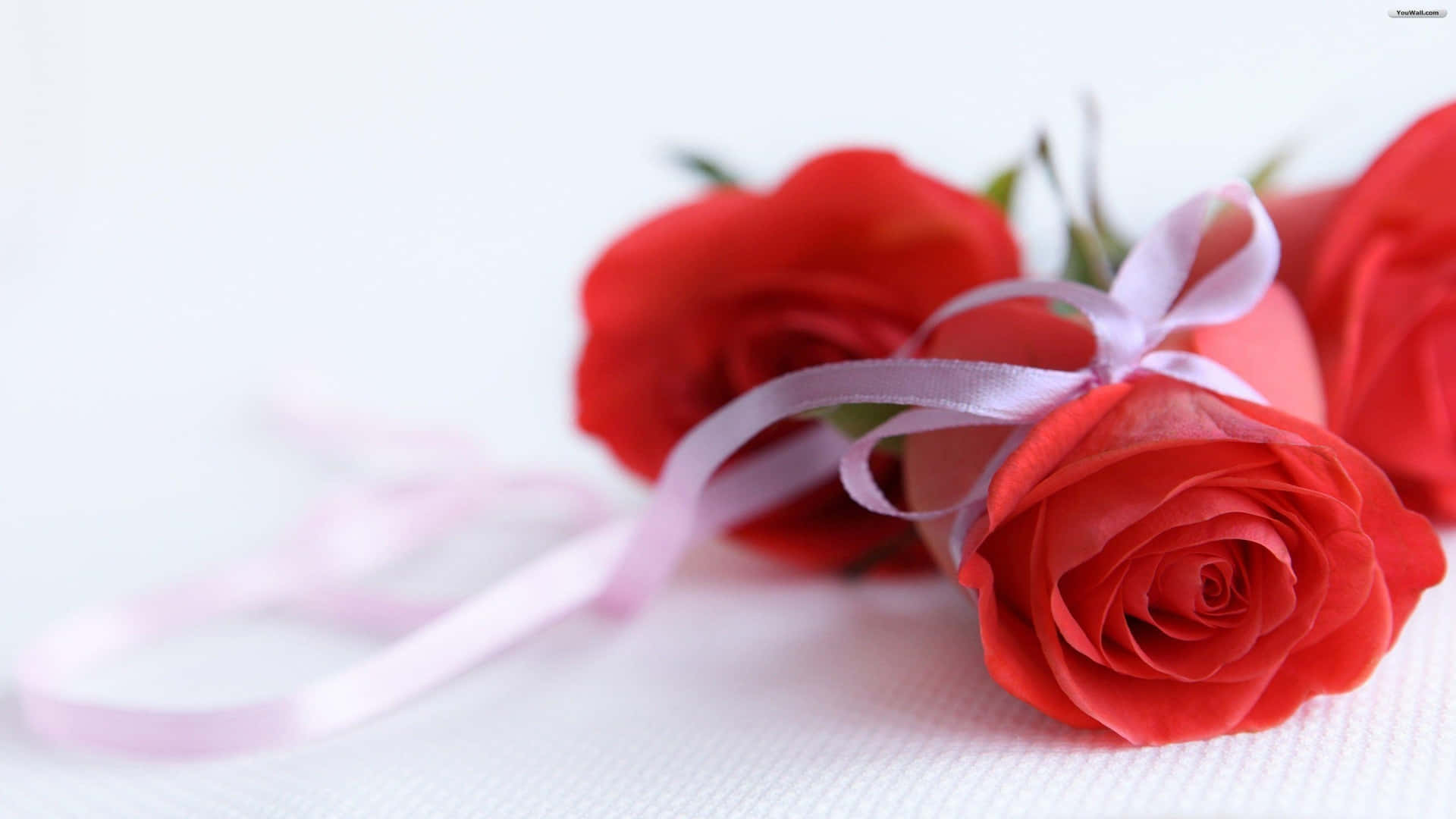 1080p Red Roses With Ribbons Background