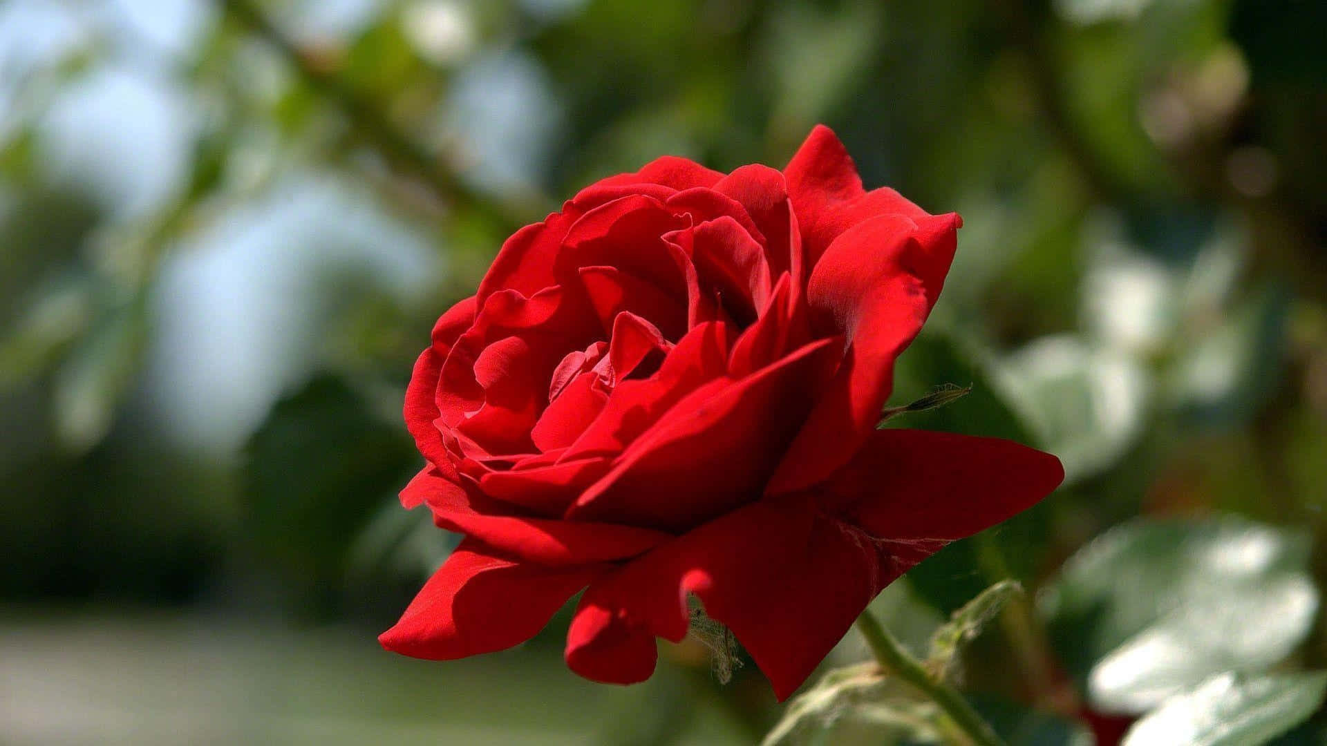 Fondode Pantalla De Rosa Roja En Plena Floración En Resolución 1080p.