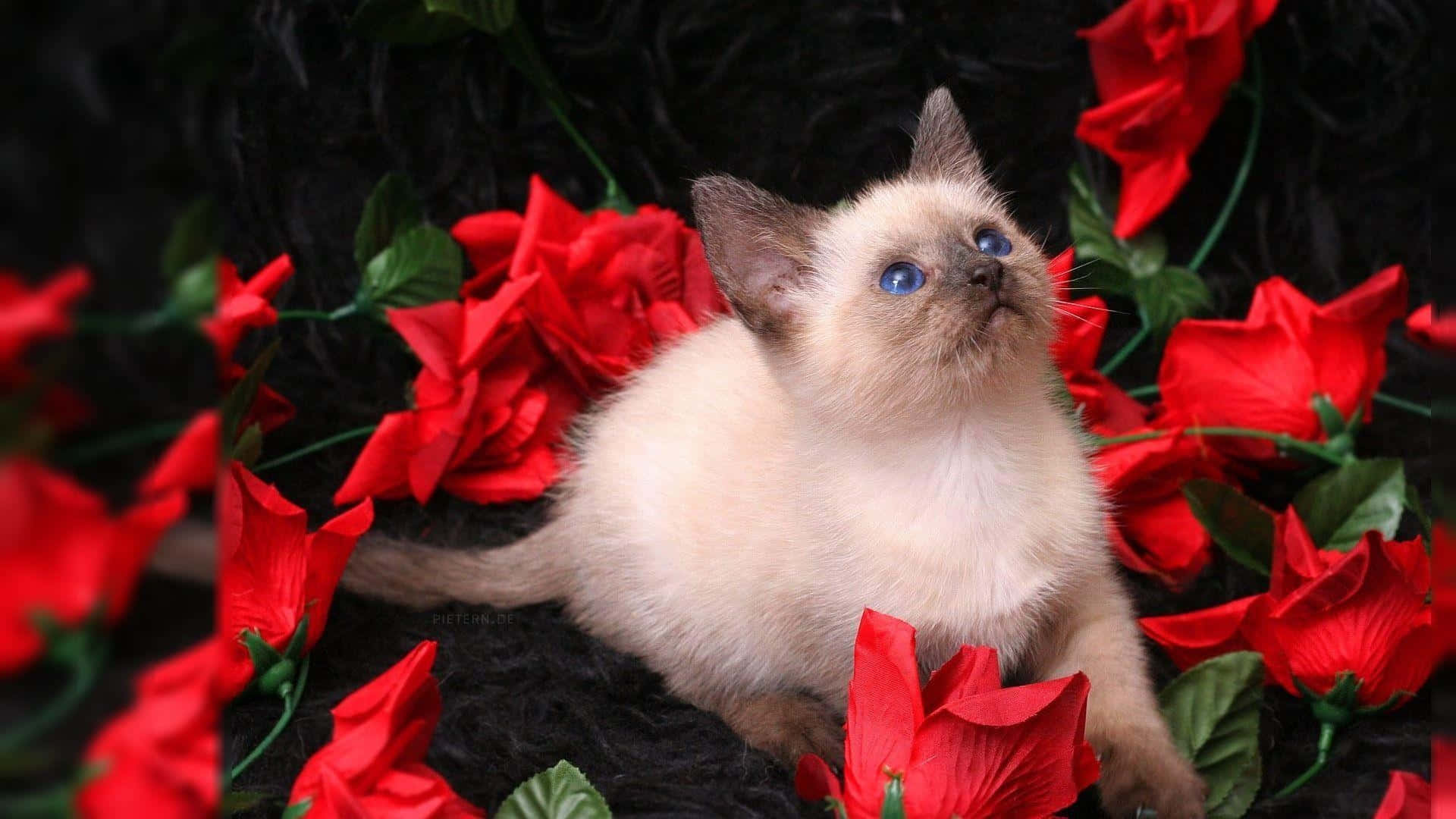 1080p Roses And Kitten Background