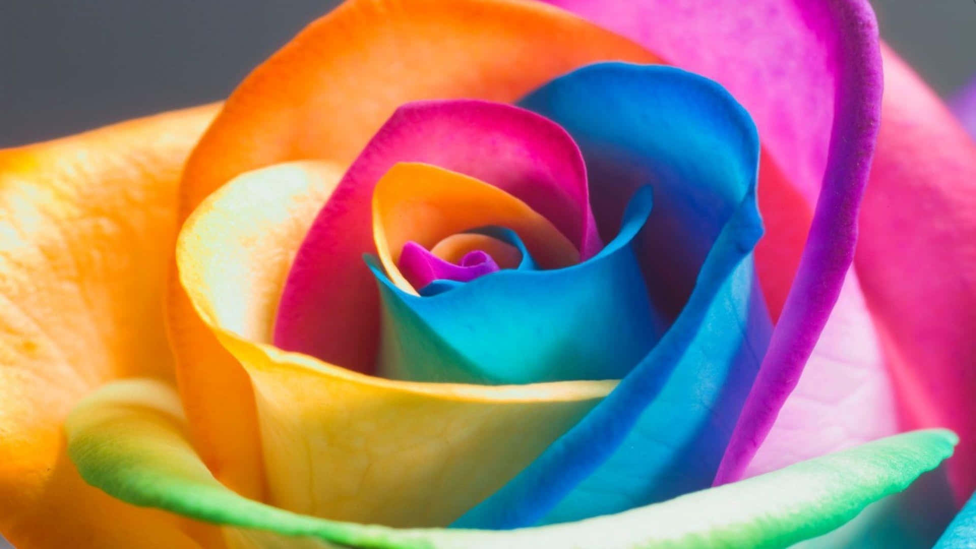 A Close Up Of A Colorful Rose