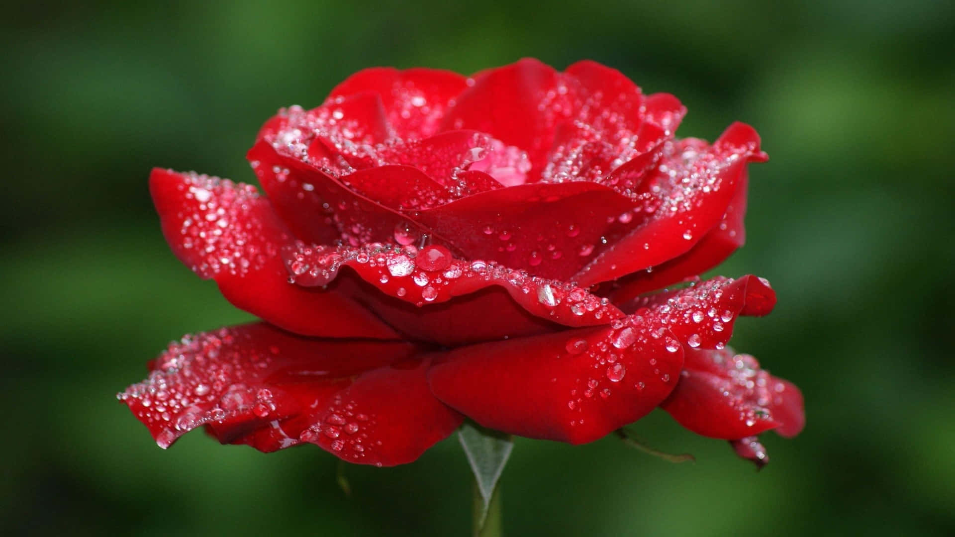1080p Red Rose With Dew Drops Background