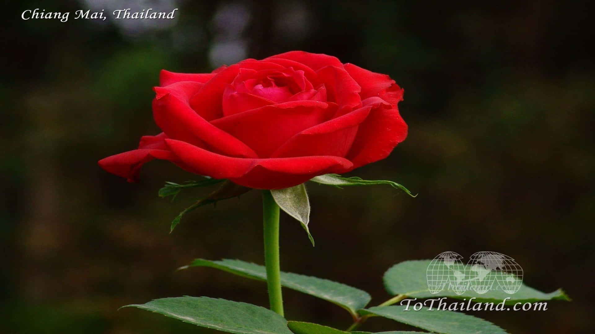 Un'immaginesorprendente E Vibrante Di Rose 1080p.