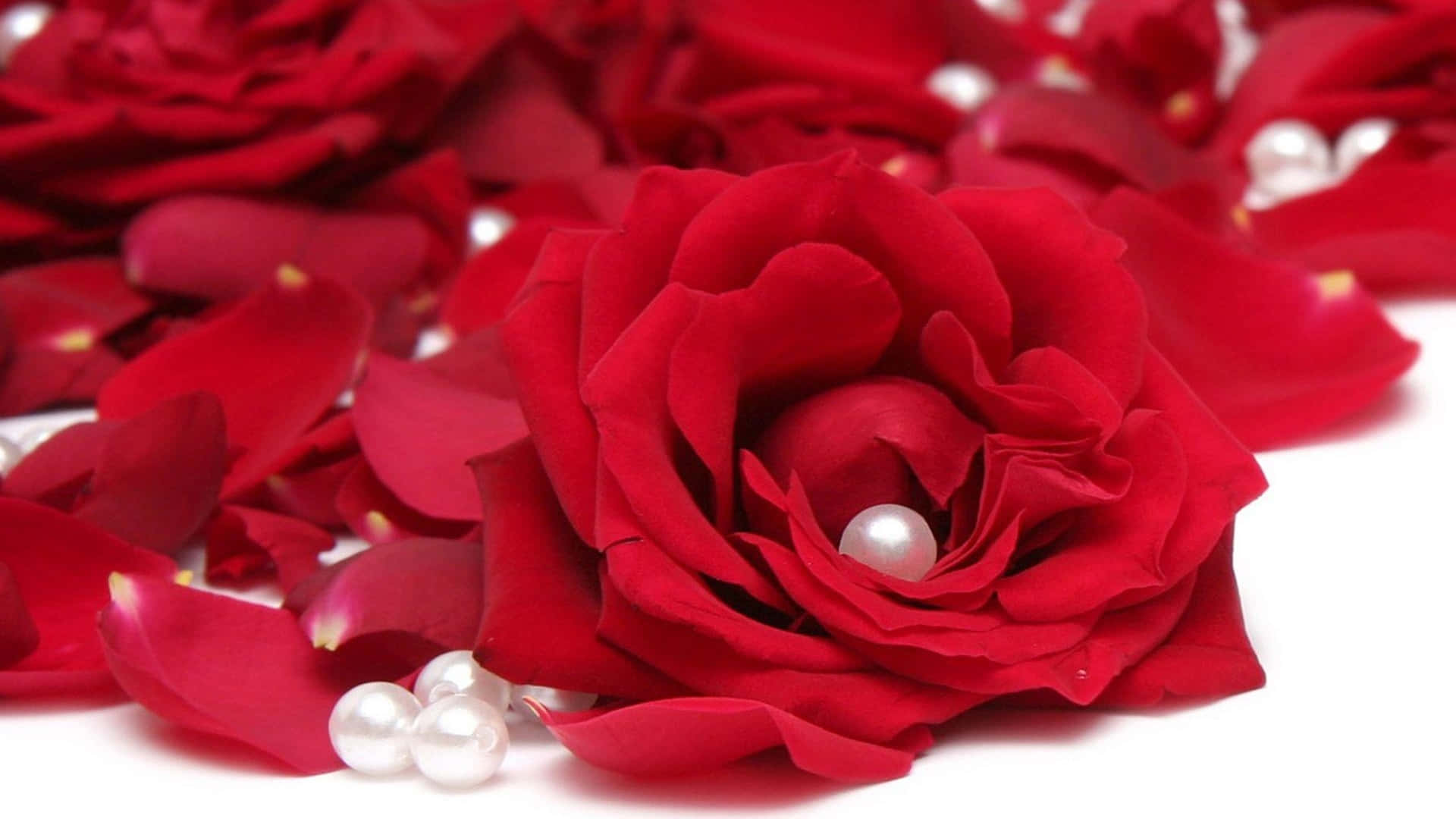 1080p Red Roses With Pearls Background