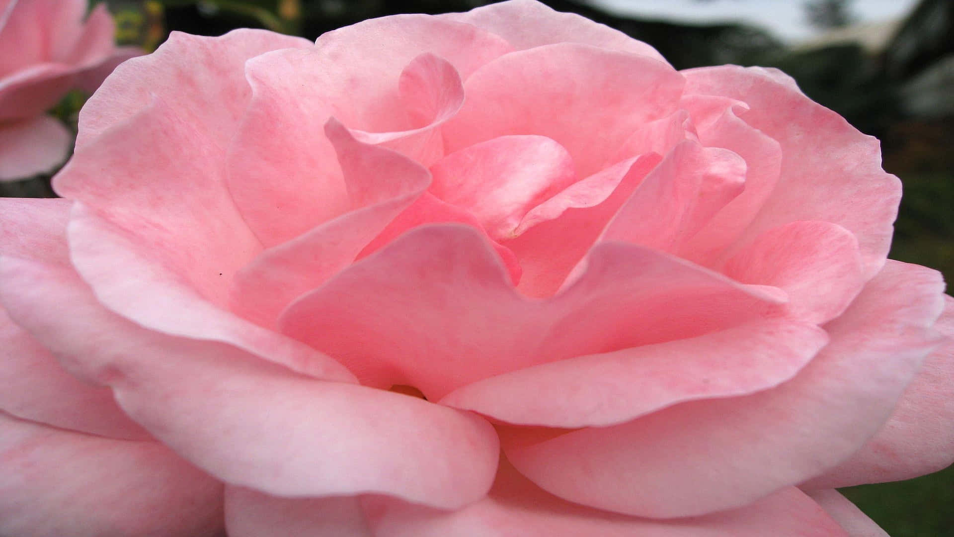 1080pfondo De Pantalla Con Una Rosa Completamente Florecida