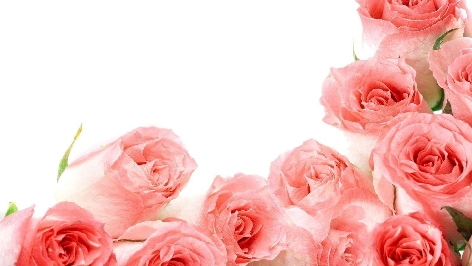 1080p Cute Pink Roses Background