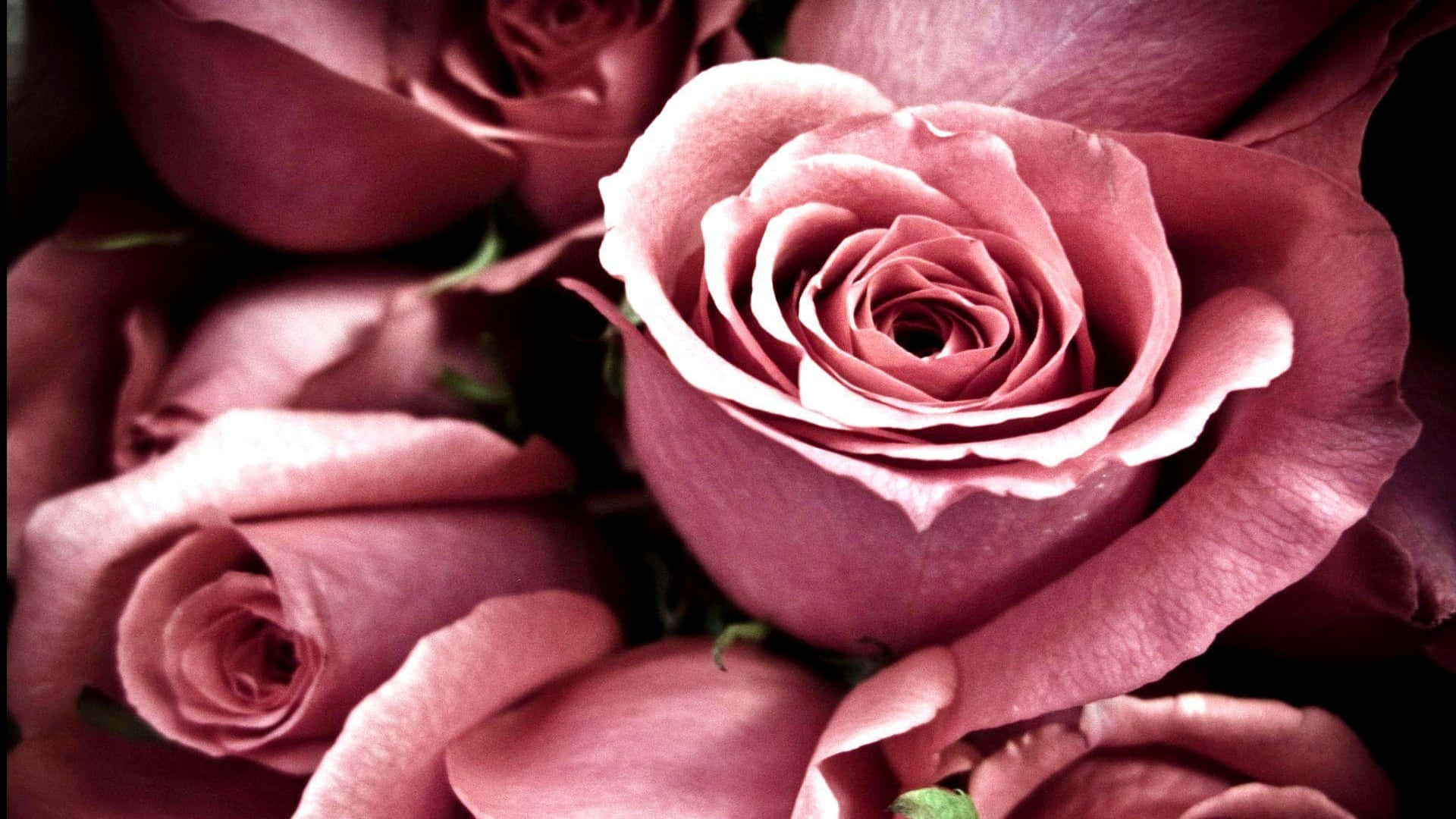 Top 5 Tips for Ravishing Roses | Arboretum: Your Home & Garden Heaven