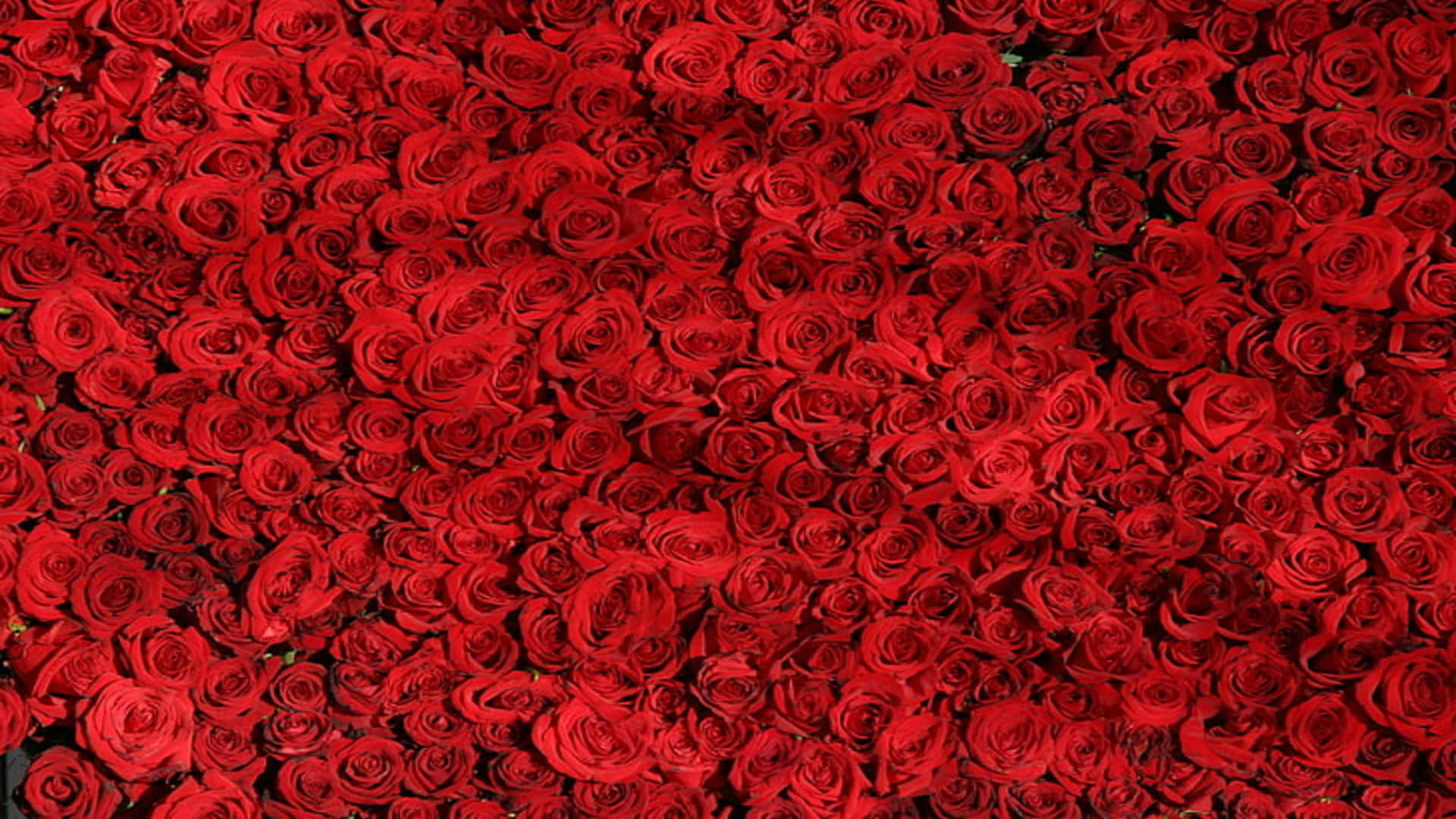 1080p Pile Of Red Roses Background