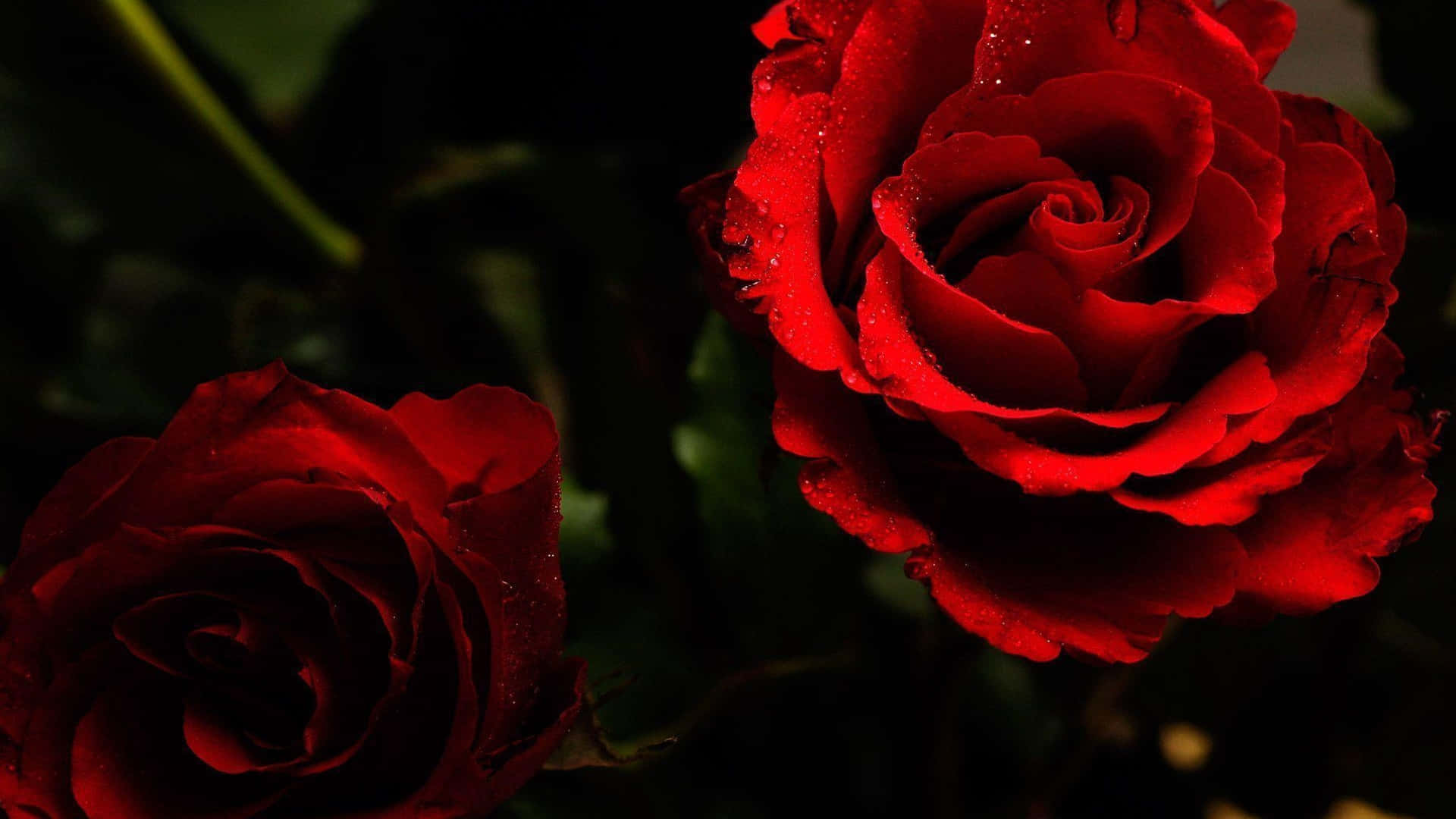 Fondosfondo Estetico Scuro 1080p Con Splendide Rose Rosse