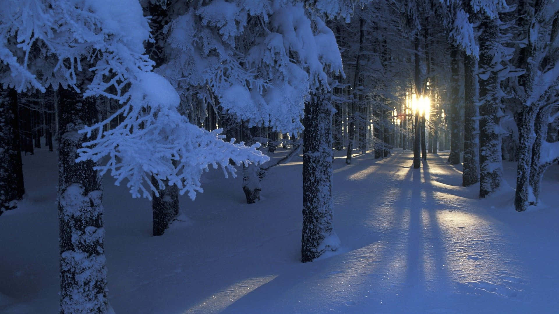 Unpaesaggio Invernale Suggestivo Di Colline Coperte Di Neve Illuminate Dalla Dolce Luce Del Mattino