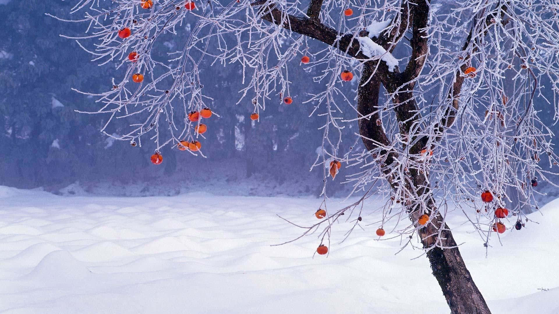 Skönheteni Vintersäsongen.