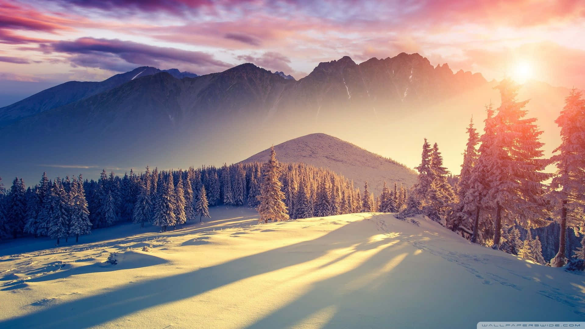 Goditila Nevicata Dell'inverno Con Questo Albero Di Pino Davanti Al Sfondo Invernale 1080p.