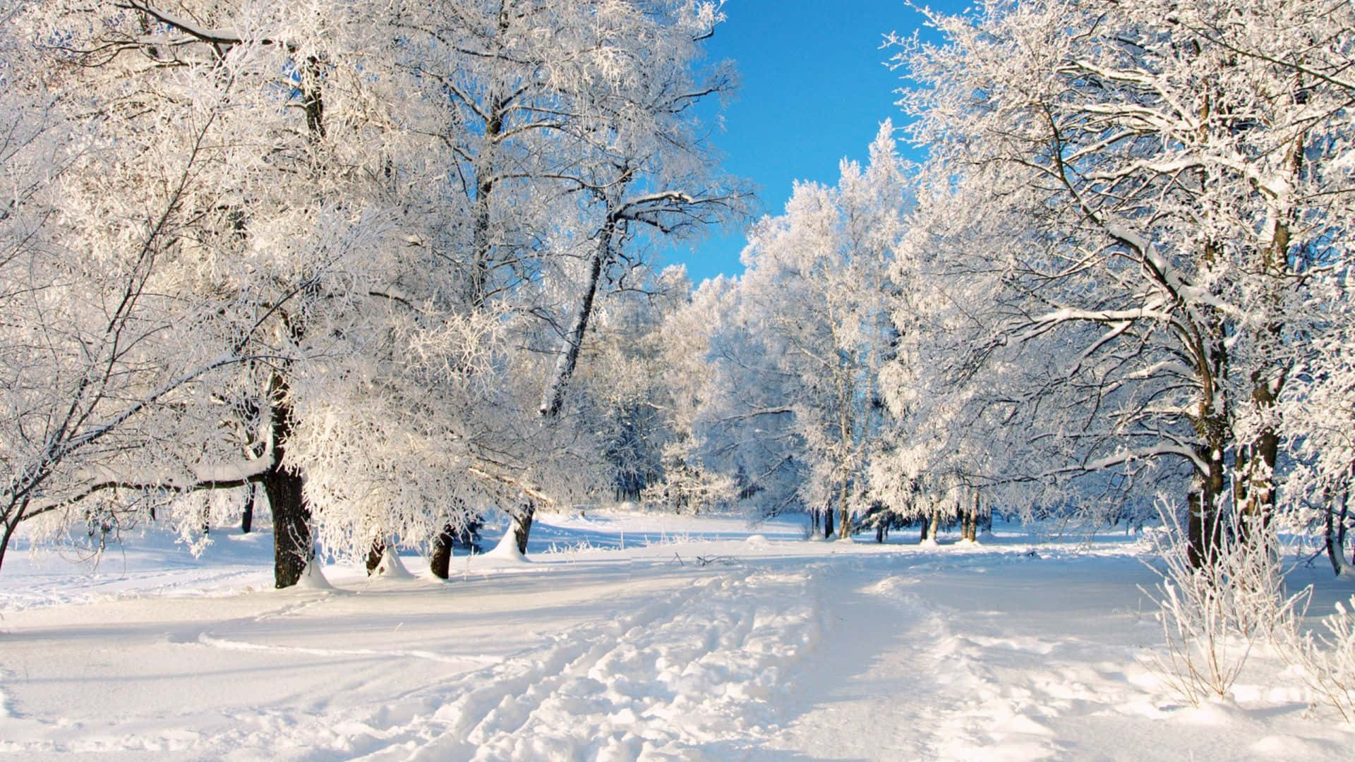 Unsentiero Coperto Di Neve In Un Parco Invernale