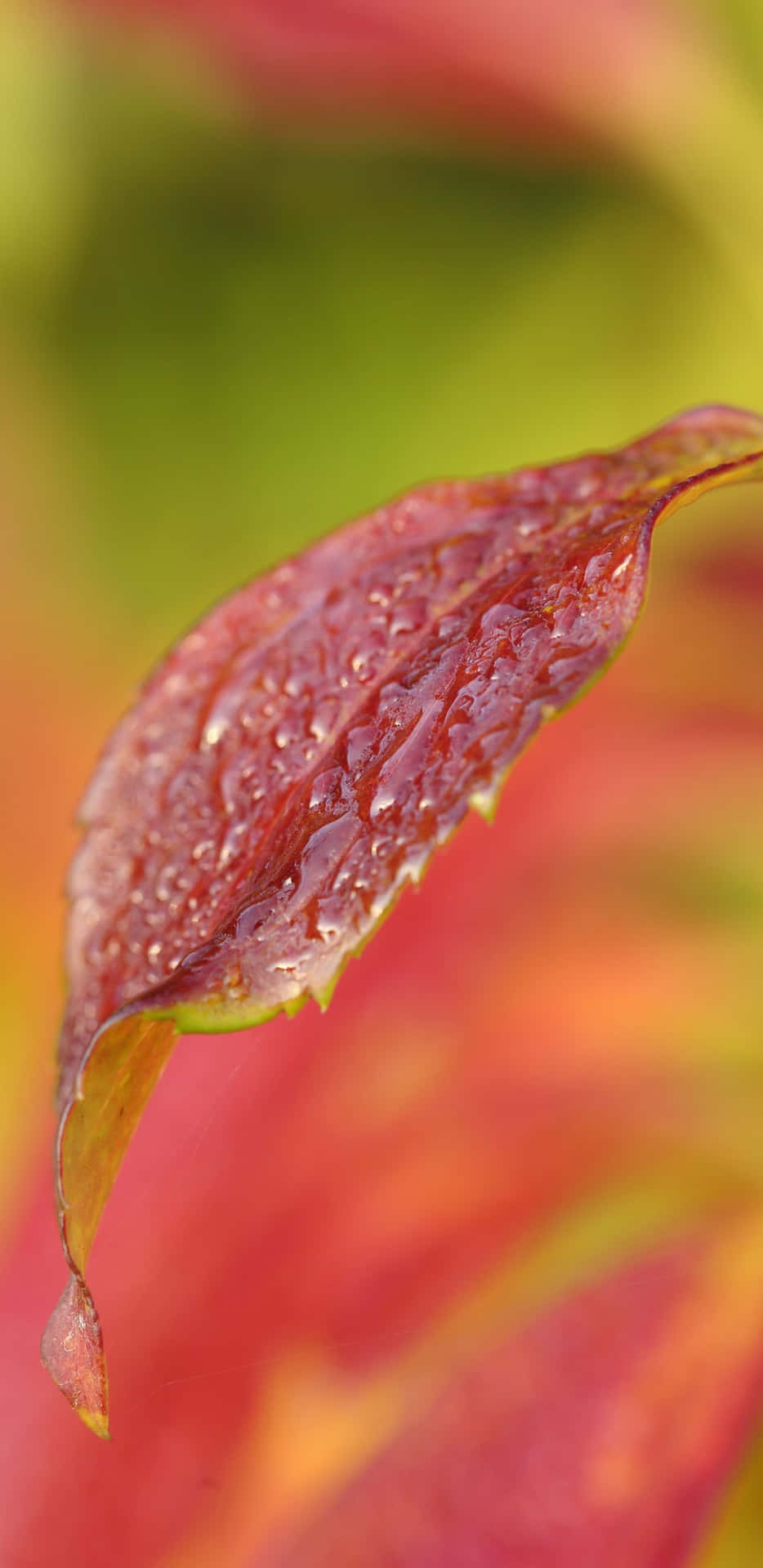 A Leaf With Water Droplets Wallpaper