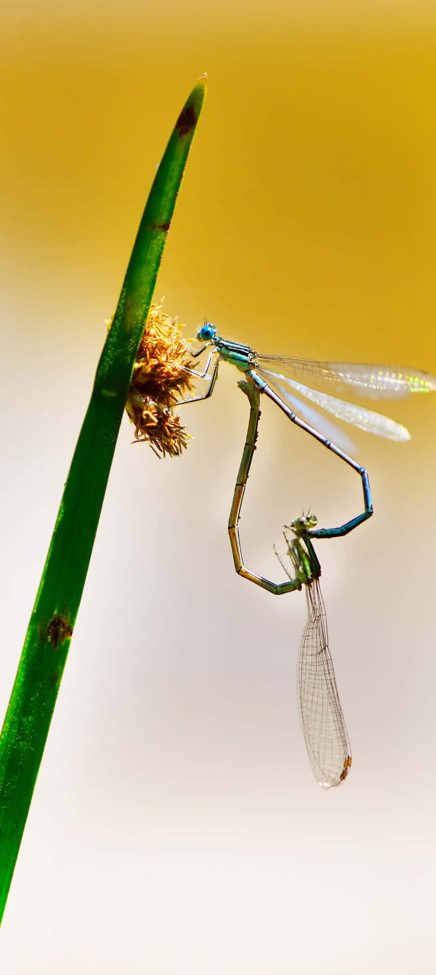 Two Dragonflies Are Sitting On A Leaf Wallpaper